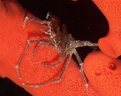 Crab on red sponge taken at Ras Caty with E300 and 50mm l... by Nikki Van Veelen 
